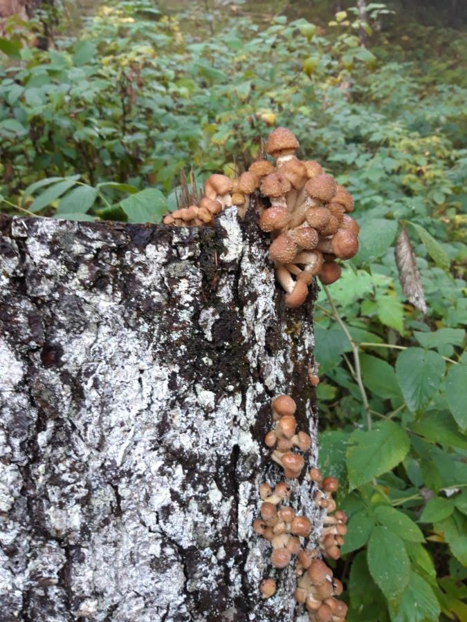 Appartamento Giada Pozzale Di Pieve Di Cadore Εξωτερικό φωτογραφία